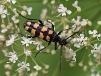 Leptura quadrifasciata 11, Gevlekte smalboktor, Saxifraga-Luuk Vermeer