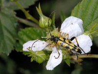 Leptura maculata #02148 : Leptura maculata, Long-horned beetle, Gevlekte smalbok