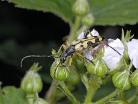 Leptura maculata #02153 : Leptura maculata, Long-horned beetle, Gevlekte smalbok