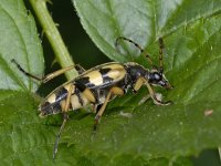 Leptura maculata #02365 : Leptura maculata, Long-horned beetle, Gevlekte smalbok