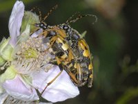 Leptura maculata #12963 : Leptura maculata, Long-horned beetle, Gevlekte smalbok, copula