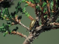 Lochmaea suturalis, Heather Beetle
