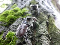 Lucanus cervus, Stag Beetle