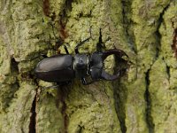 Lucanus cervus 80, Vliegend hert, Saxifraga-Luuk Vermeer