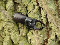 Lucanus cervus 81, Vliegend hert, Saxifraga-Luuk Vermeer