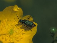 Malachius bipustulatus, Common Malachite Beetle
