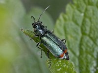 Malachius bipustulatus #01953 : Malachius bipustulatus, Common malachite beetle, Roodtipbasterdweekschild
