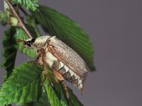 Melolontha melolontha, Common Cockchafer