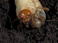 Melolontha melolontha 16, Meikever, mouth larva, Saxifraga-Frits Bink