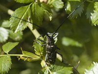 Monochamus sartor, Long-horned Beetle