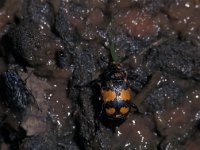 Nicrophorus vespilloides, Common Sexton Beetle