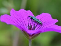 Oedemera nobilis 6, Fraaie schijnbok, Saxifraga-Tom Heijnen