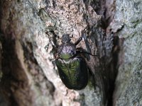 Osmoderma eremita, Hermit-Beetle