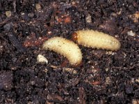 Otiorhyncus sulcatus 2, Gegroefde lapsnuitkever, larvae, Saxifraga-Frits Bink