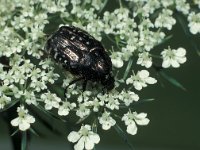Oxythyrea funesta, White-spotted Rose Beetle