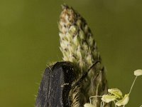 Oxythyrea funesta 6, Rouwende gouden tor, Saxifraga-Marijke Verhagen