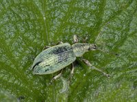 Phyllobius pomaceus #02085 : Phyllobius pomaceus, Green Nettle Weevil, Groene bladsnuitkever