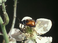 Phyllopertha horticola, Garden Chafer