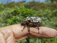 Female of beetle Polyphylla fullo on finger  Female of beetle Polyphylla fullo on finger : beetle, female, Polyphylla fullo, finger, insect, wildlife, black, brown, white, marbled, spots, legs, animal, outside, outdoors, summer, summertime