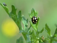 Propylea quatuordecimpunctata 15, Schaakbordlieveheersbeestje, Saxifraga-Tom Heijnen