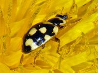 Propylea quatuordecimpunctata #06610 : Propylea quatuordecimpunctata, 14-spotted ladybird beetle, veertienstippelig lieveheersbeestje