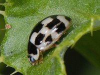 Propylea quatuordecimpunctata #09330 : Propylea quatuordecimpunctata, 14-spotted ladybird beetle, veertienstippelig lieveheersbeestje