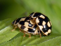 Propylea quatuordecimpunctata #06574 : Propylea quatuordecimpunctata, 14-spotted ladybird beetle, veertienstippelig lieveheersbeestje