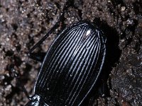 Pterostichus niger 4, Grote zwartschild, Saxifraga-Rutger Barendse