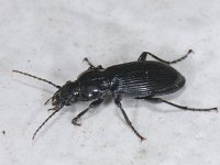 Pterostichus melanarius, Rain Beetle