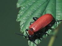 Pyrochroa coccinea, Black-headed Cardinal Beetle