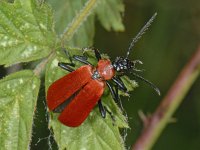 Pyrochroa coccinea #06961 : Pyrochroa coccinea, cardinal beetle, Zwartkopvuurkever