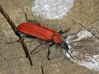 Pyrochroa coccinea #06986 : Pyrochroa coccinea, Cardinal beetle, Zwartkopvuurkever