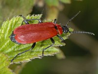 Pyrochroa coccinea #06989 : Pyrochroa coccinea, Cardinal beetle, Zwartkopvuurkever