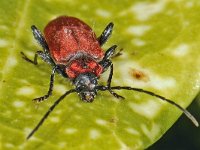 Pyrrhidium sanguineum 01 #46771 : Pyrrhidium sanguineum, Long-horned beetle, Rode boktor