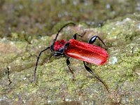 Pyrrhidium sanguineum #01107 : Pyrrhidium sanguineum, Long-horned beetle, Rode boktor