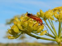 Rhagonycha fulva 16, Rode weekschildkever, Saxifraga-Peter Meininger