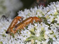 Rhagonycha fulva #03453 : Rhagonycha fulva, Common Red Soldier Beetle, Rode weekschildkever, copula