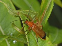 Rhagonycha fulva #08059 : Rhagonycha fulva, Common Red Soldier Beetle, Rode weekschildkever