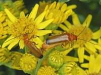 Rhagonycha fulva #08099 : Rhagonycha fulva, Common Red Soldier Beetle, Rode weekschildkever