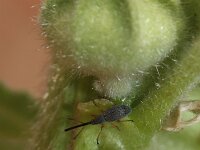 Rhopalapion longirostre 5, Stokroossnuitkever, Saxifraga-Rutger Barendse