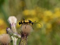 Rutpela maculata 7, Geringelde smalboktor, Saxifraga-Luuk Vermeer