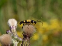 Rutpela maculata 8, Geringelde smalboktor, Saxifraga-Luuk Vermeer