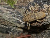 Saperda carcharias, Large Poplar Longhorned Beetle