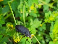 Silpha tristis 2, Saxifraga-Ben Delbaere
