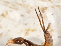 Staphylinidae larva
