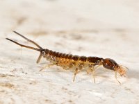 Staphylinidae larva 2, Saxifraga-Ab H Baas