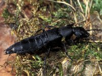 Staphylinus olens, Devil's Coach-horse Beetle