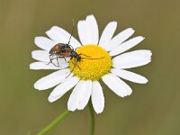 Stenurella melanura 12, Tweekleurige smalboktor, Saxifraga-Tom Heijnen