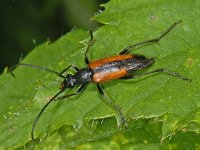 Stenurella melanura #07934 : Stenurella melanura, Black-striped Longhorn Beetle, Zwartpunt smalbok
