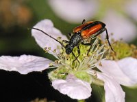 Stenurella melanura #48538 : Stenurella melanura, Black-striped Longhorn Beetle, Zwartpunt smalbok
